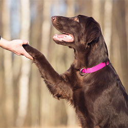 The Lowdown On Dog Clicker Training